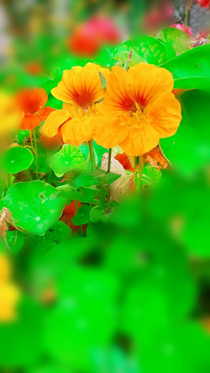 flowers  summer  happiness