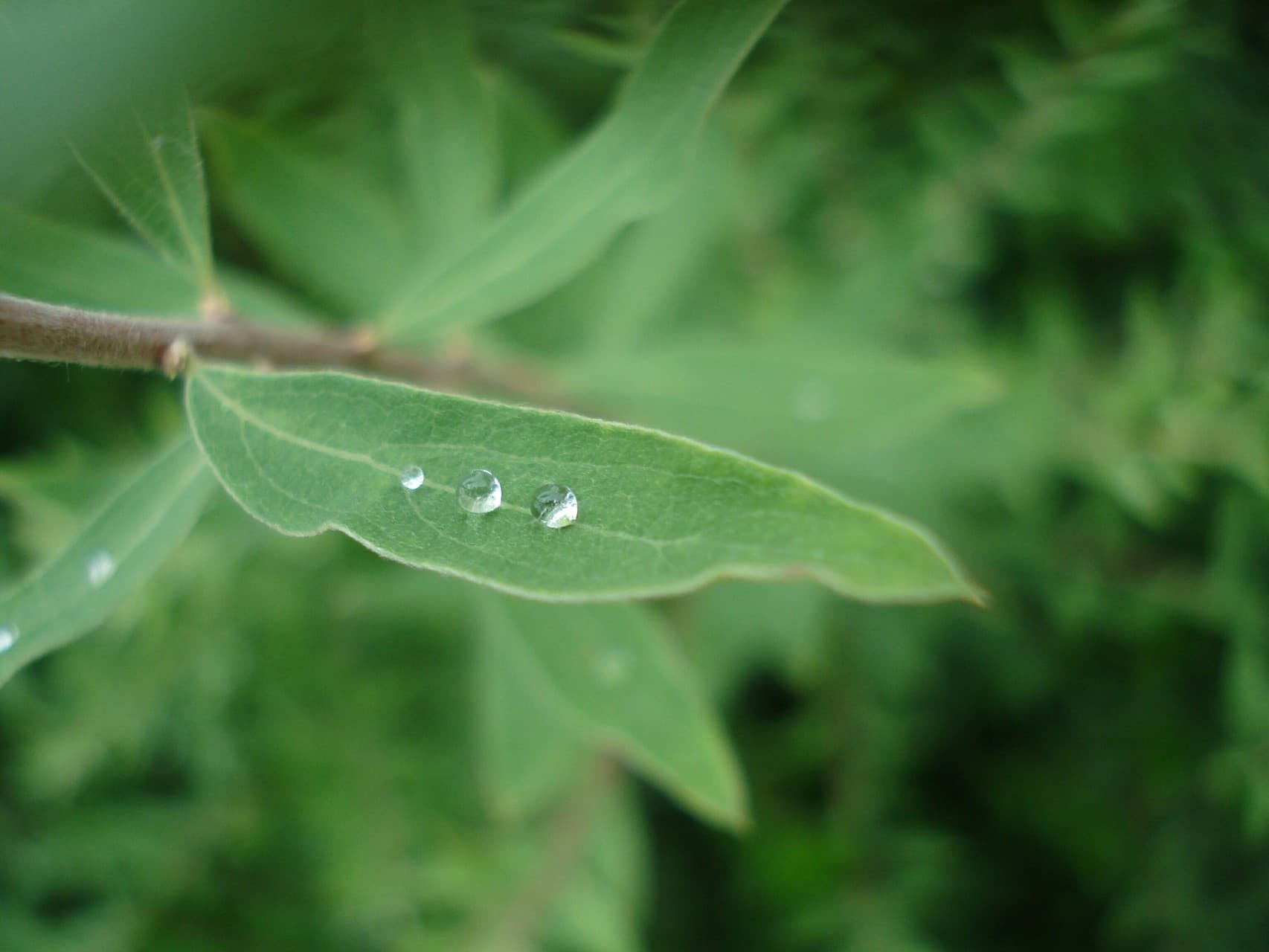 peas in a pod