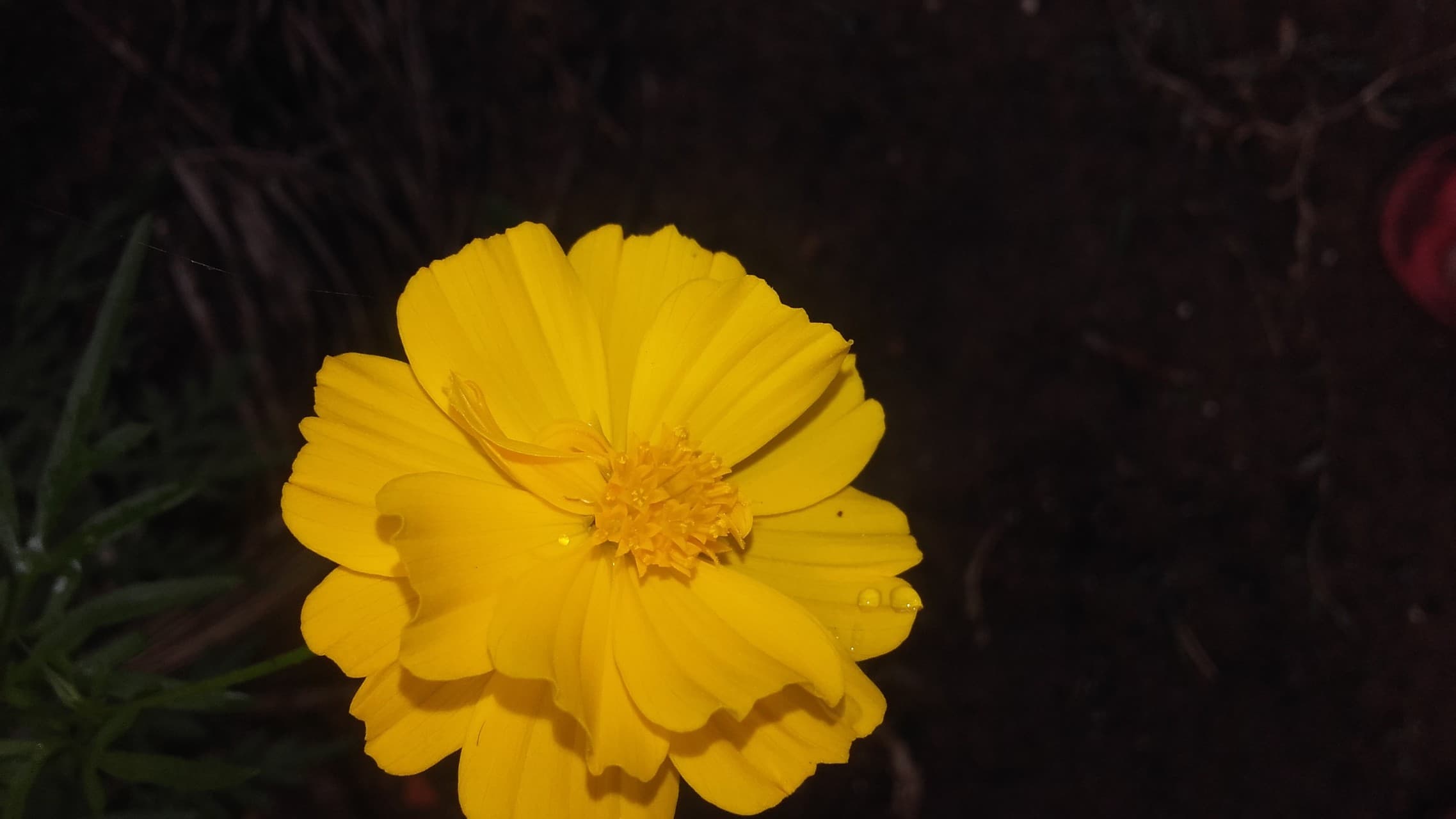 flower