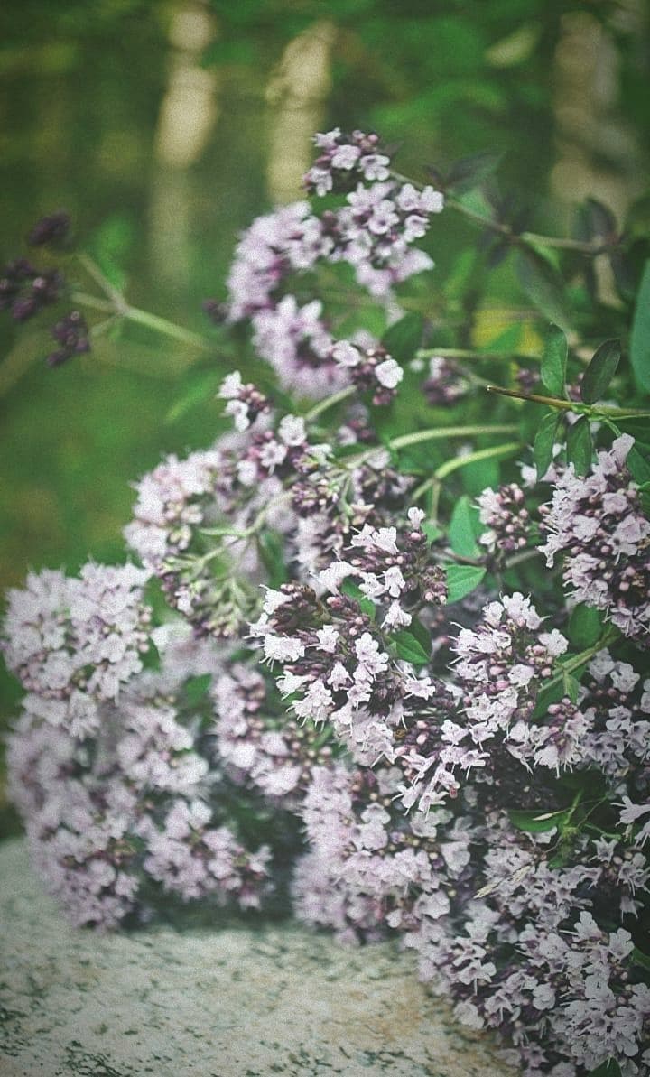 Полезные травы