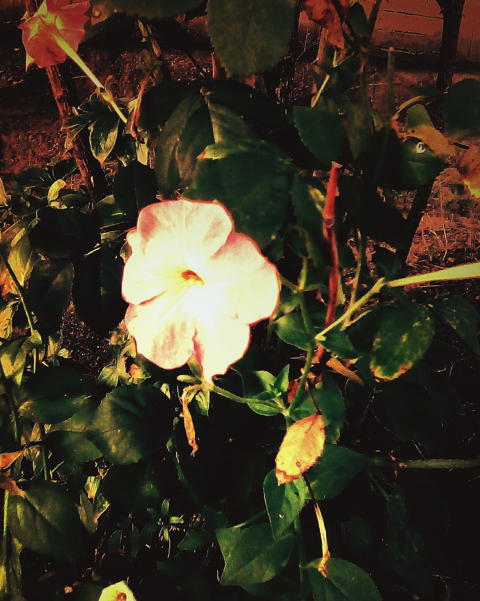 Flowers