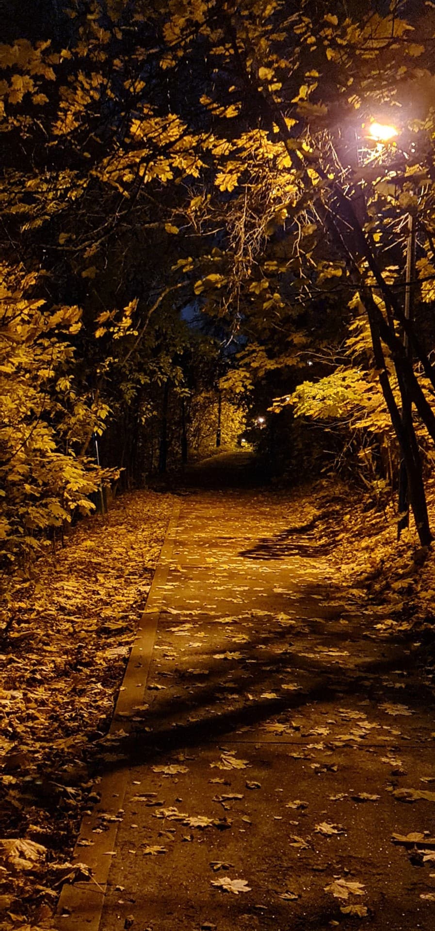 Dark autumn