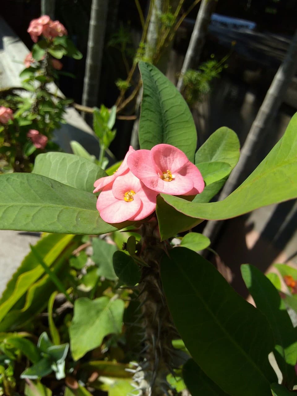 flower