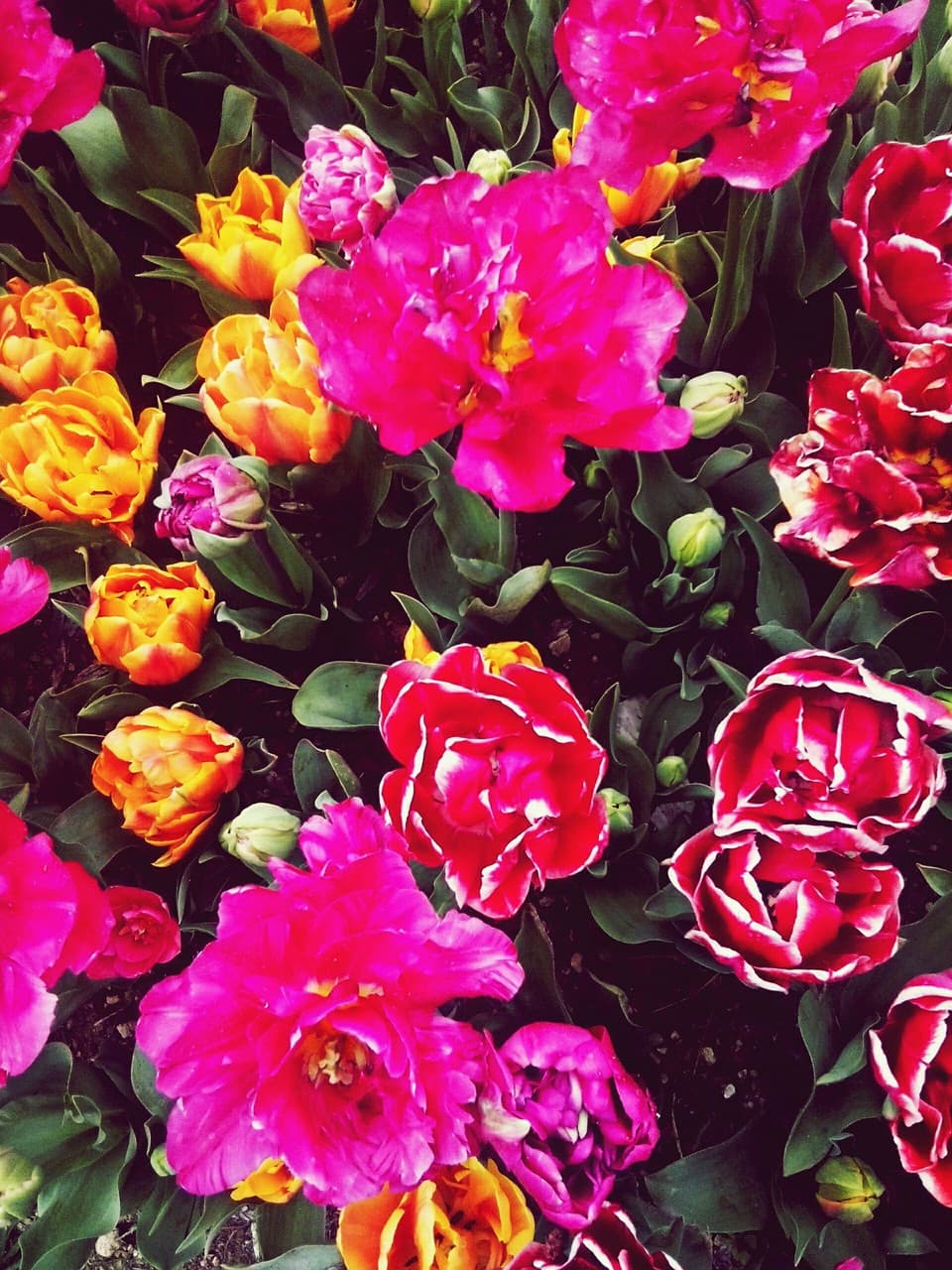 think_pink
