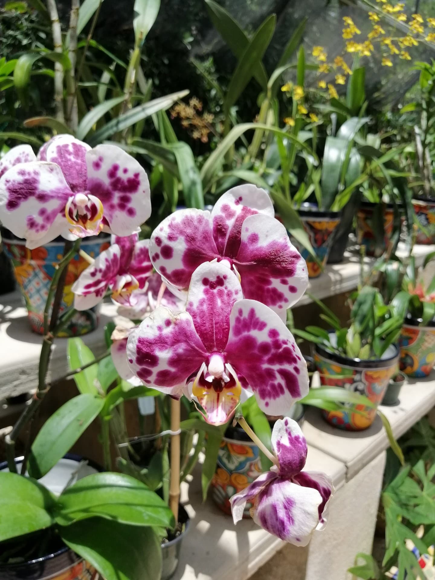 Orquídea
