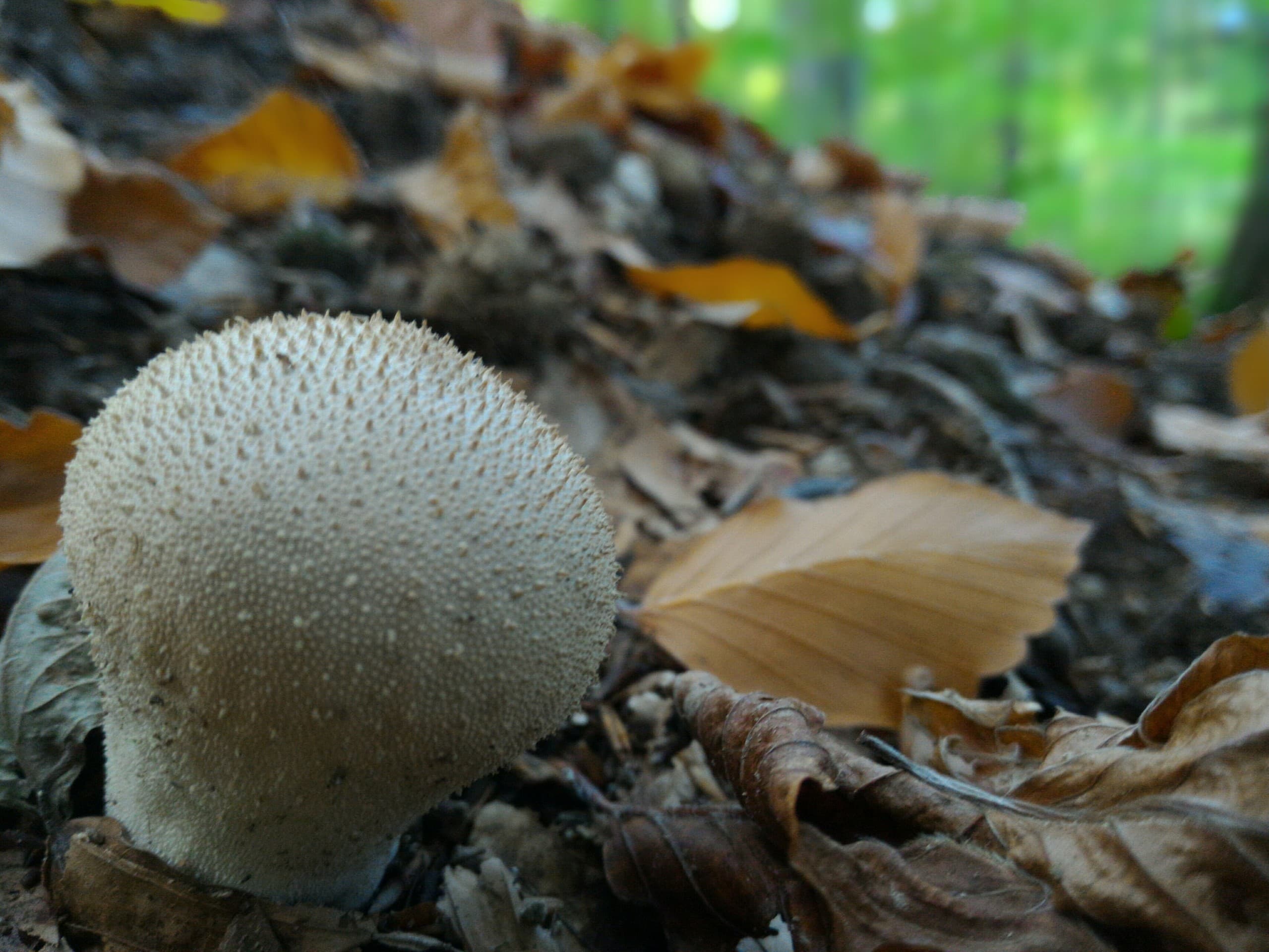 Mushroom
