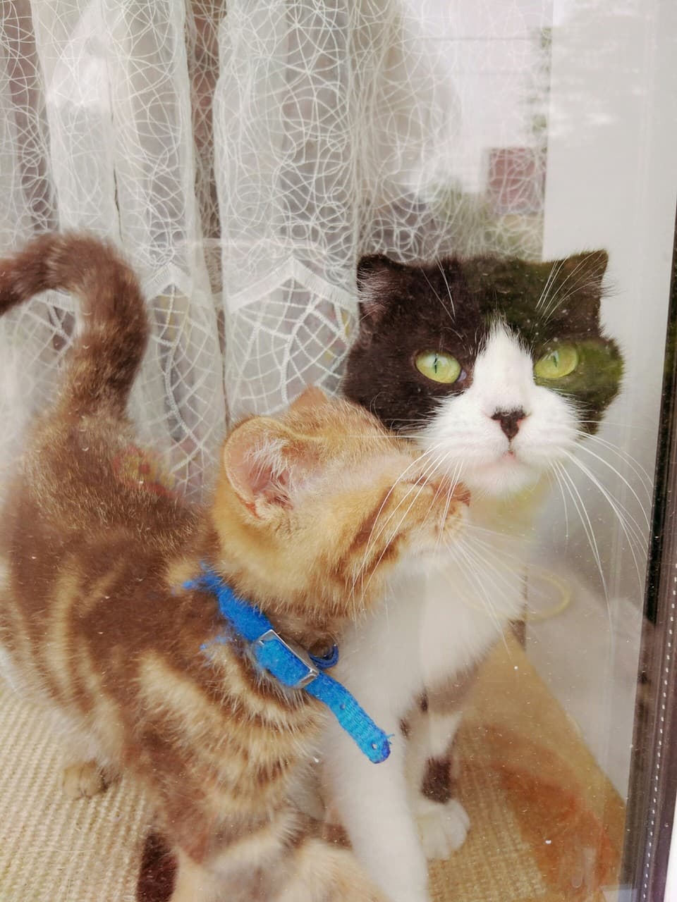 Котейка и Киви