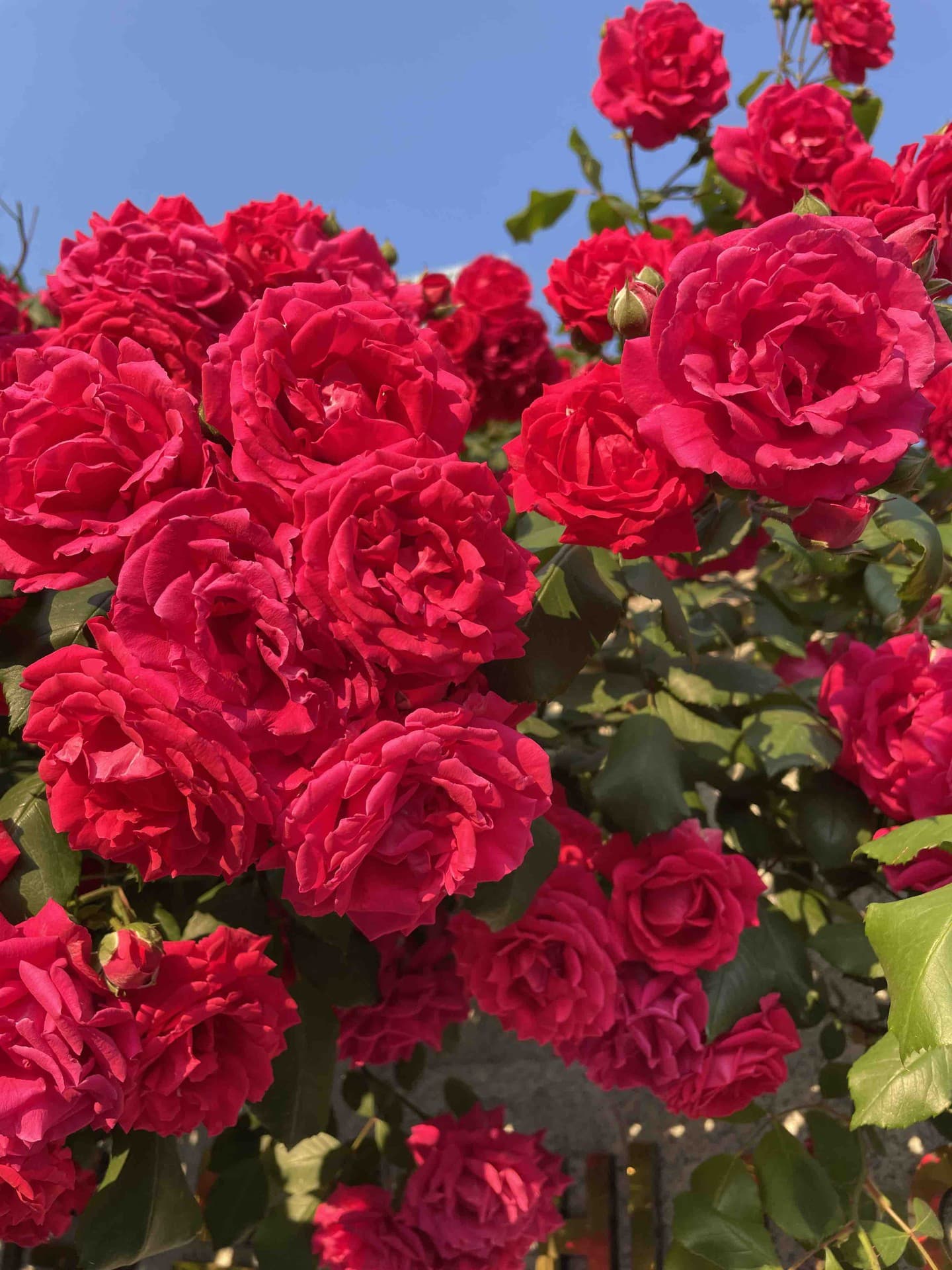 Rose of May
