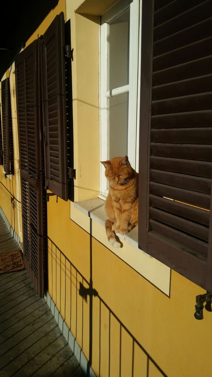 my cat