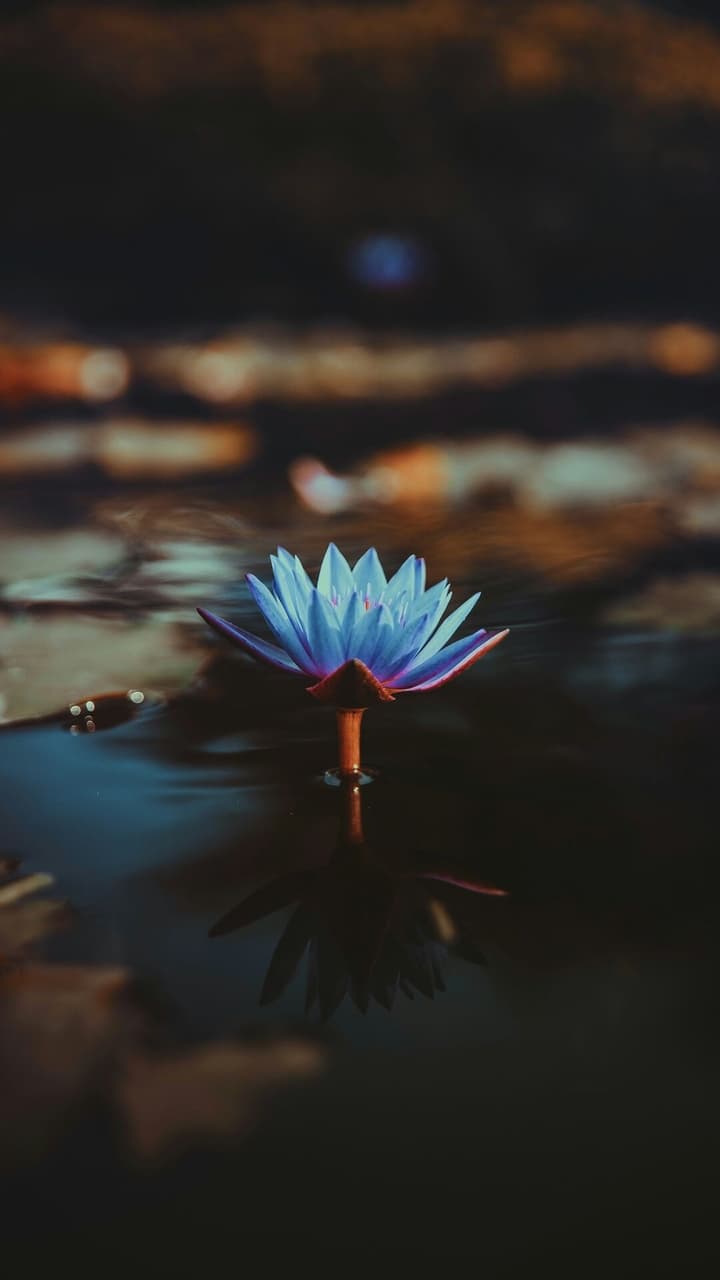 Flor en agua