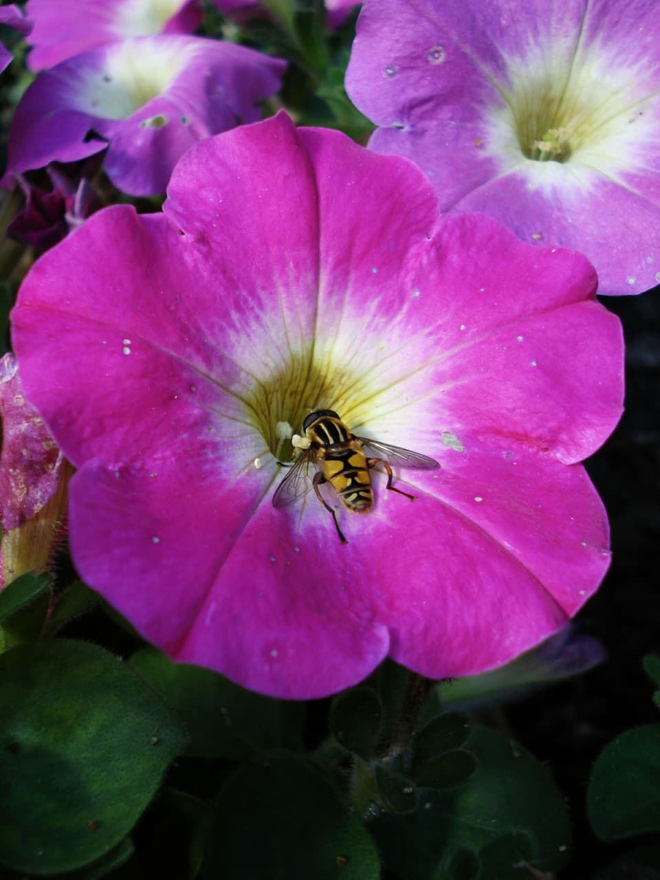 Flower fly