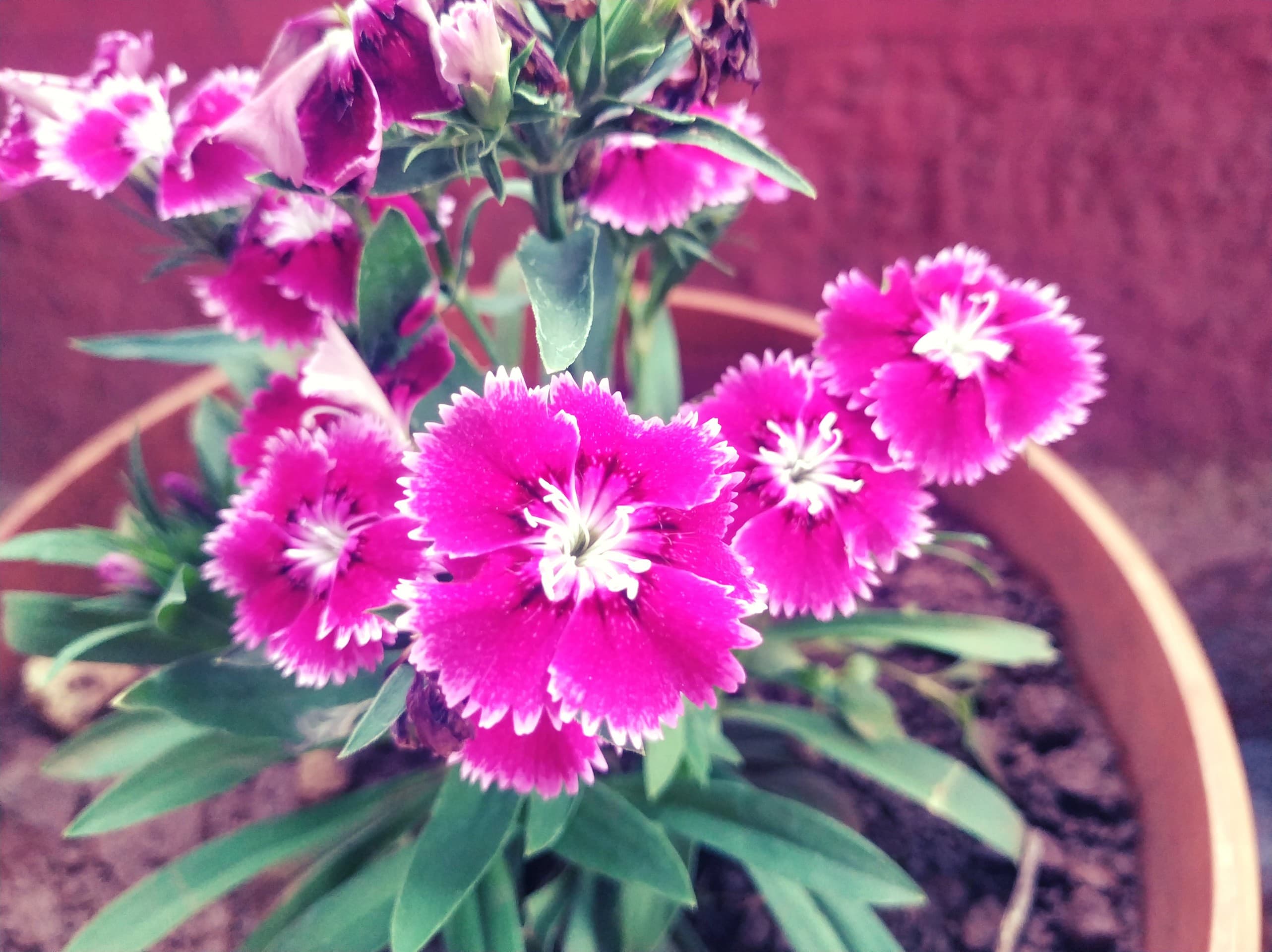 Mi a2 Photography