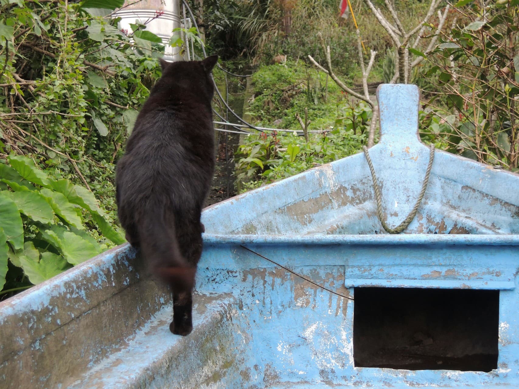 Black cat in Houtong