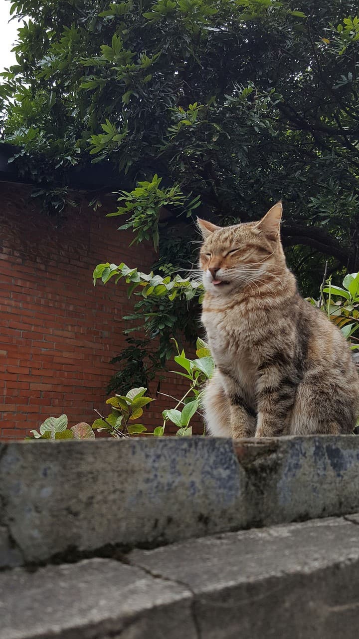 담벼락에서 졸고 있는 고양이