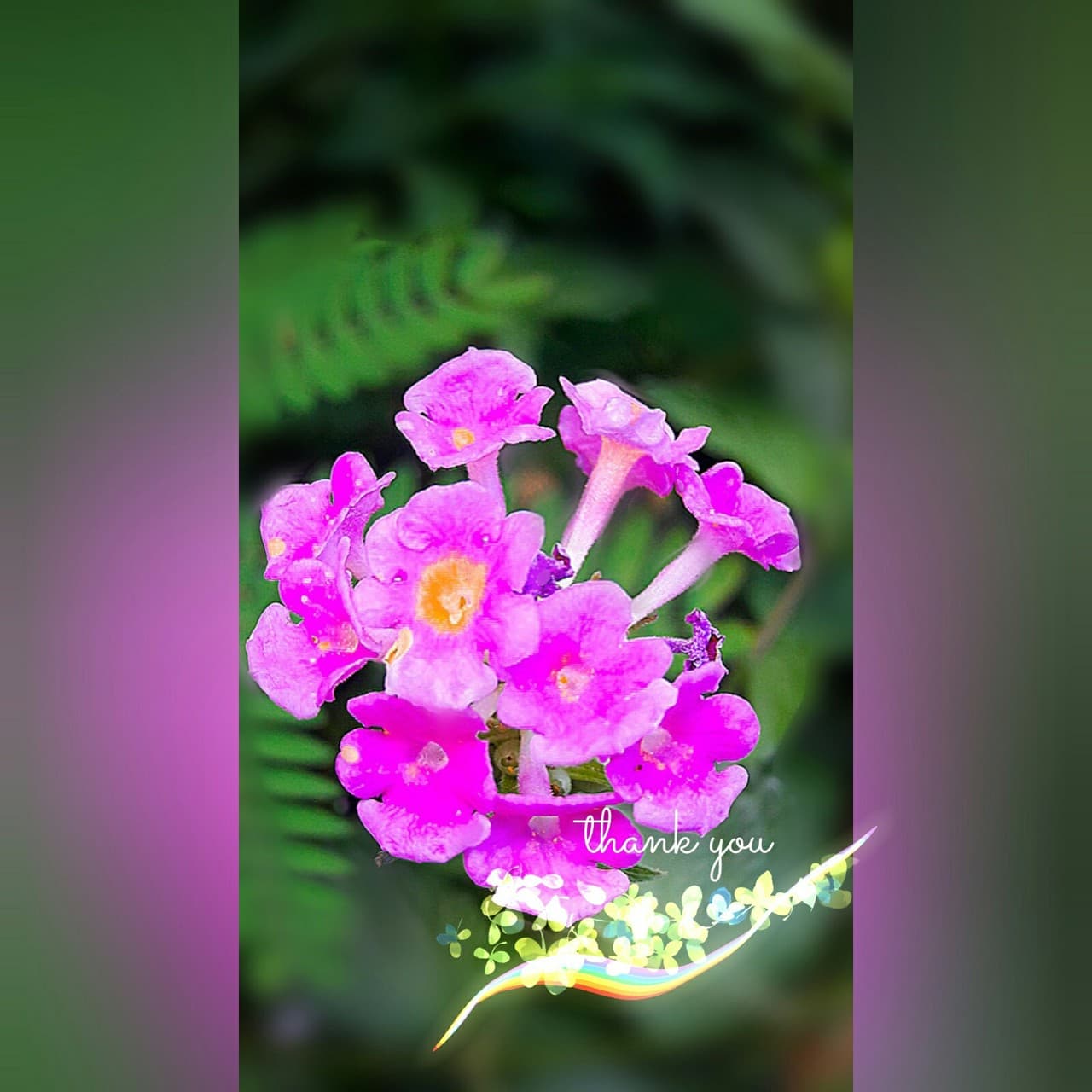flowers  thank you