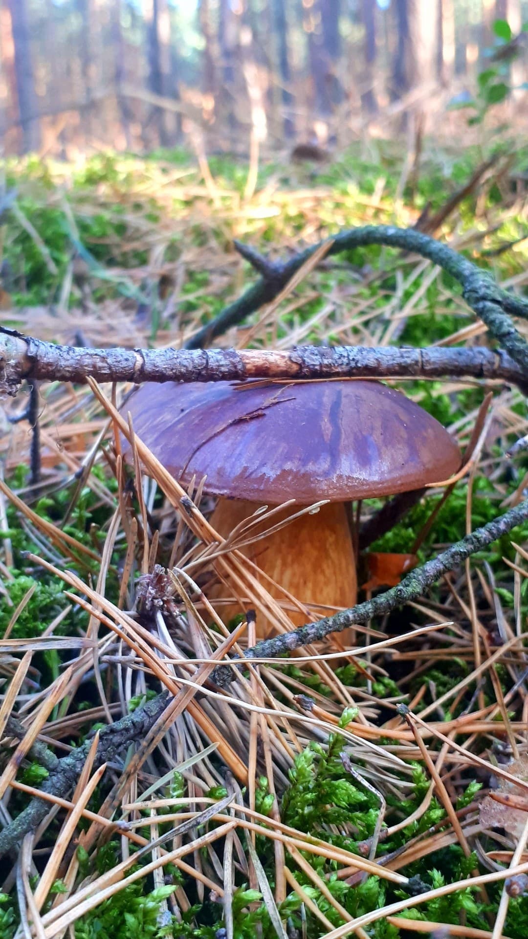 Muschroom
