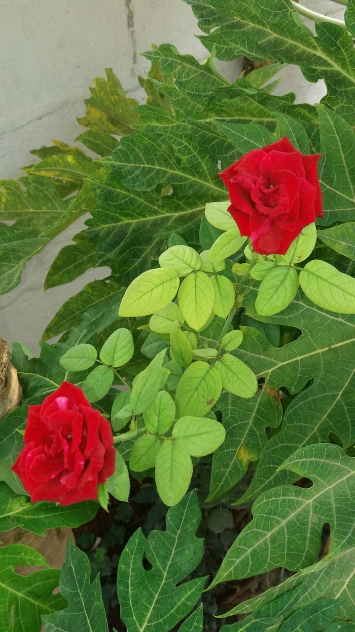 rose