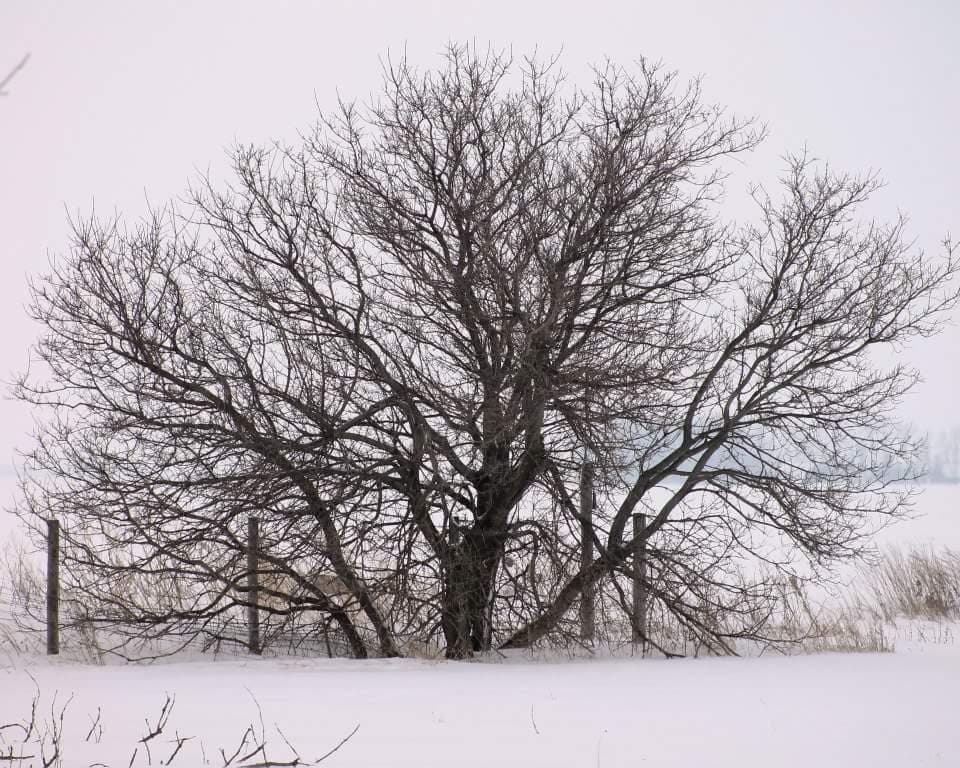Winter White
