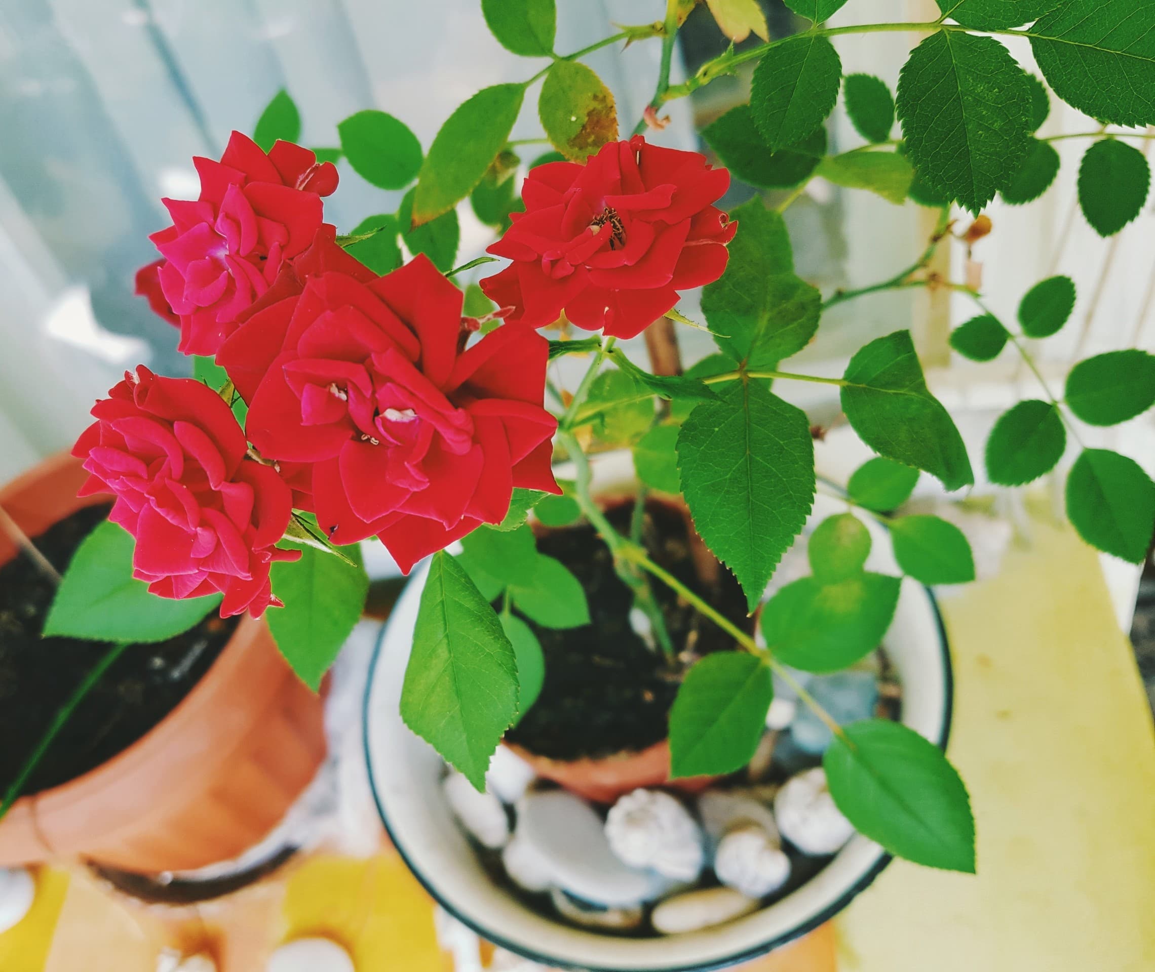 red beauty