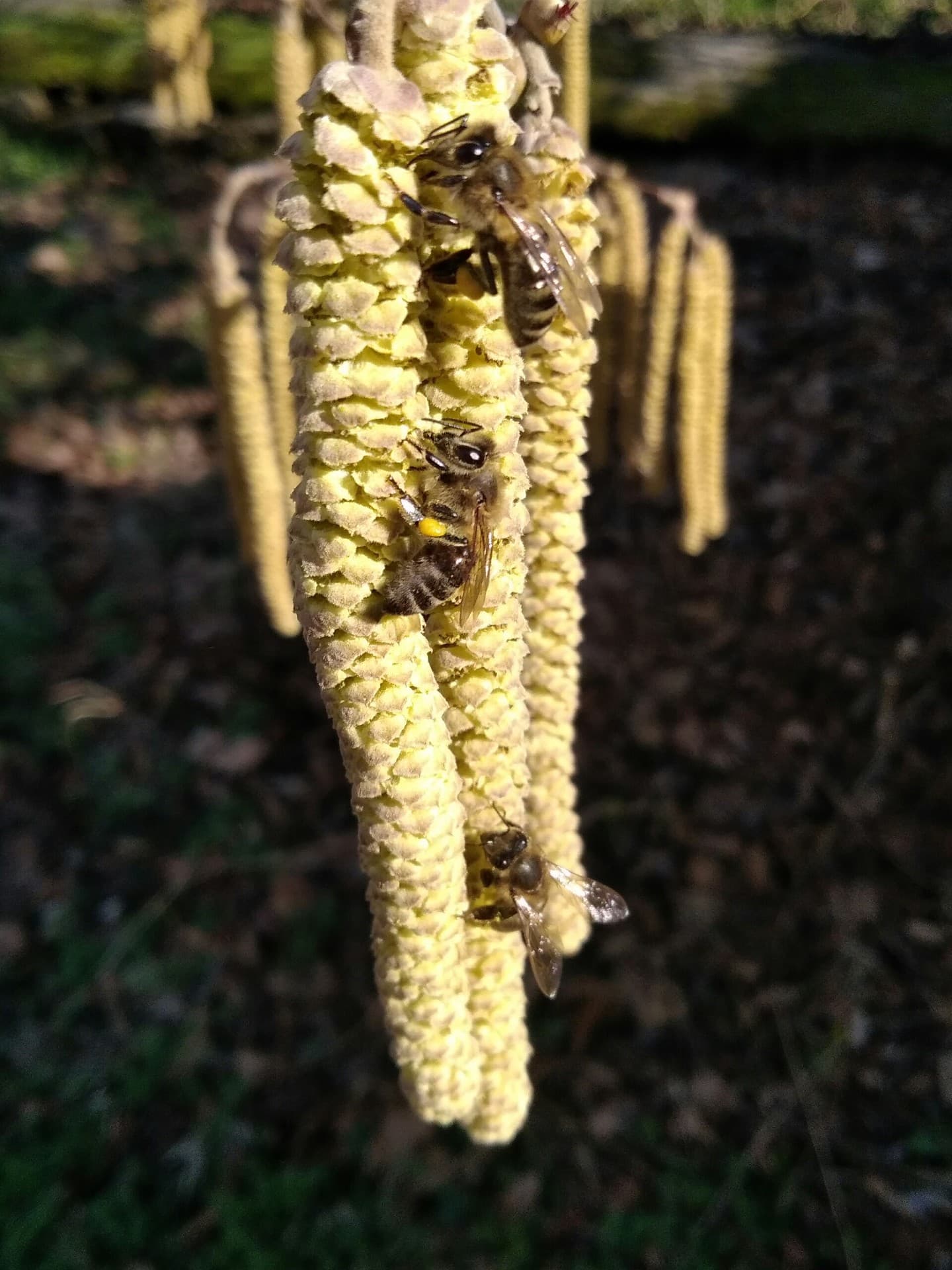 bees