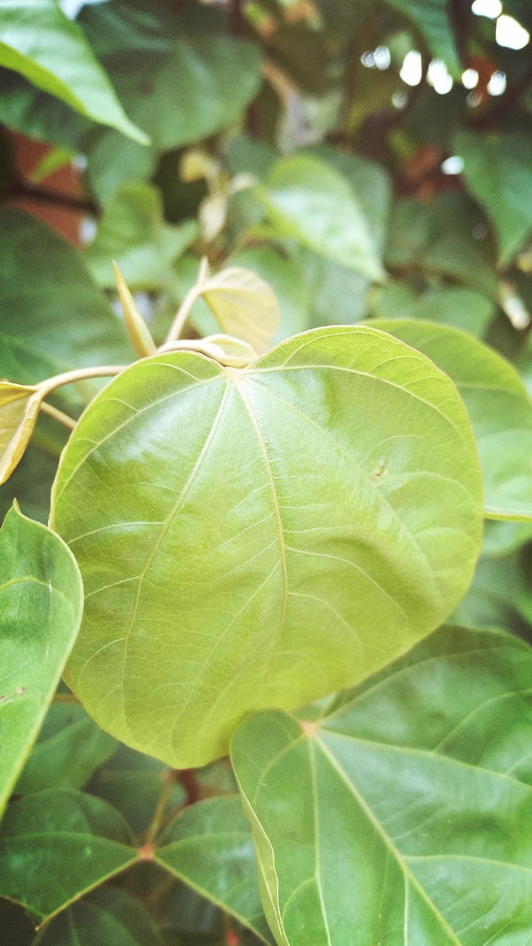 leaves
