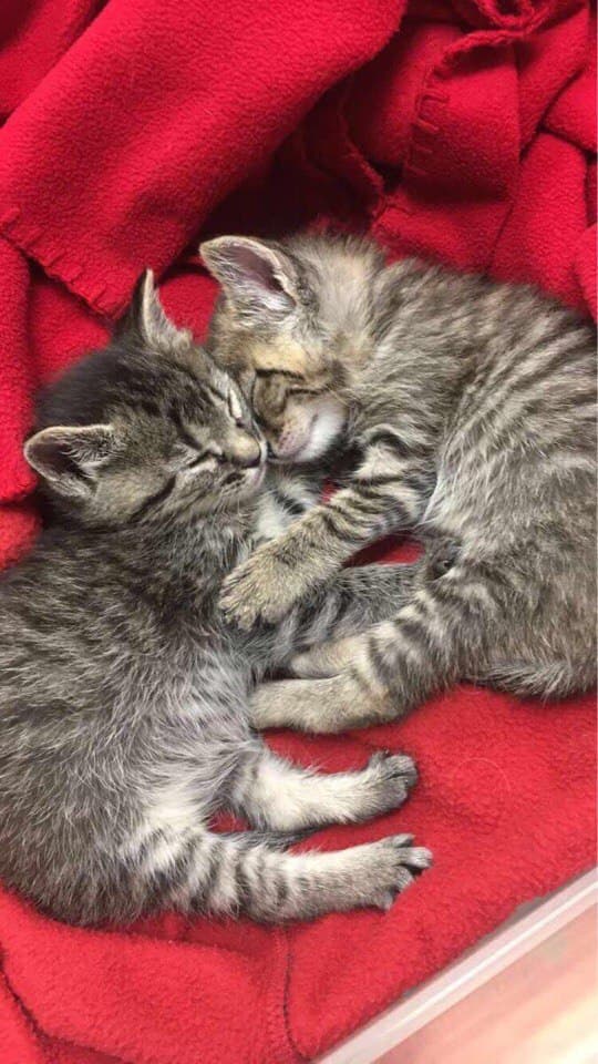 котята...