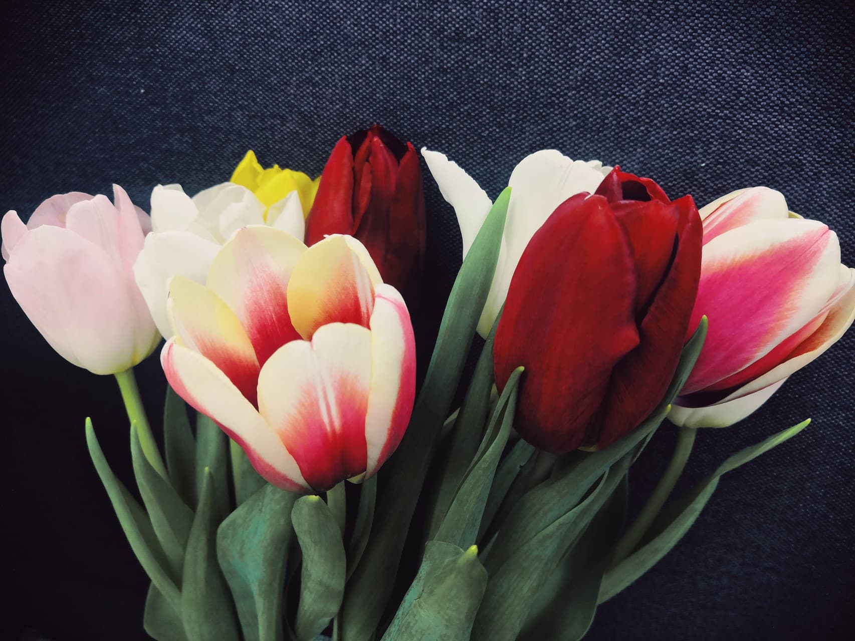 tulips ?