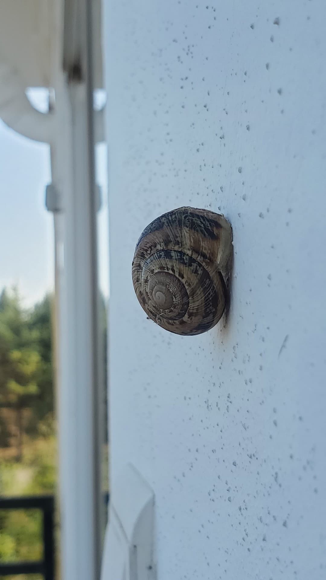 snail