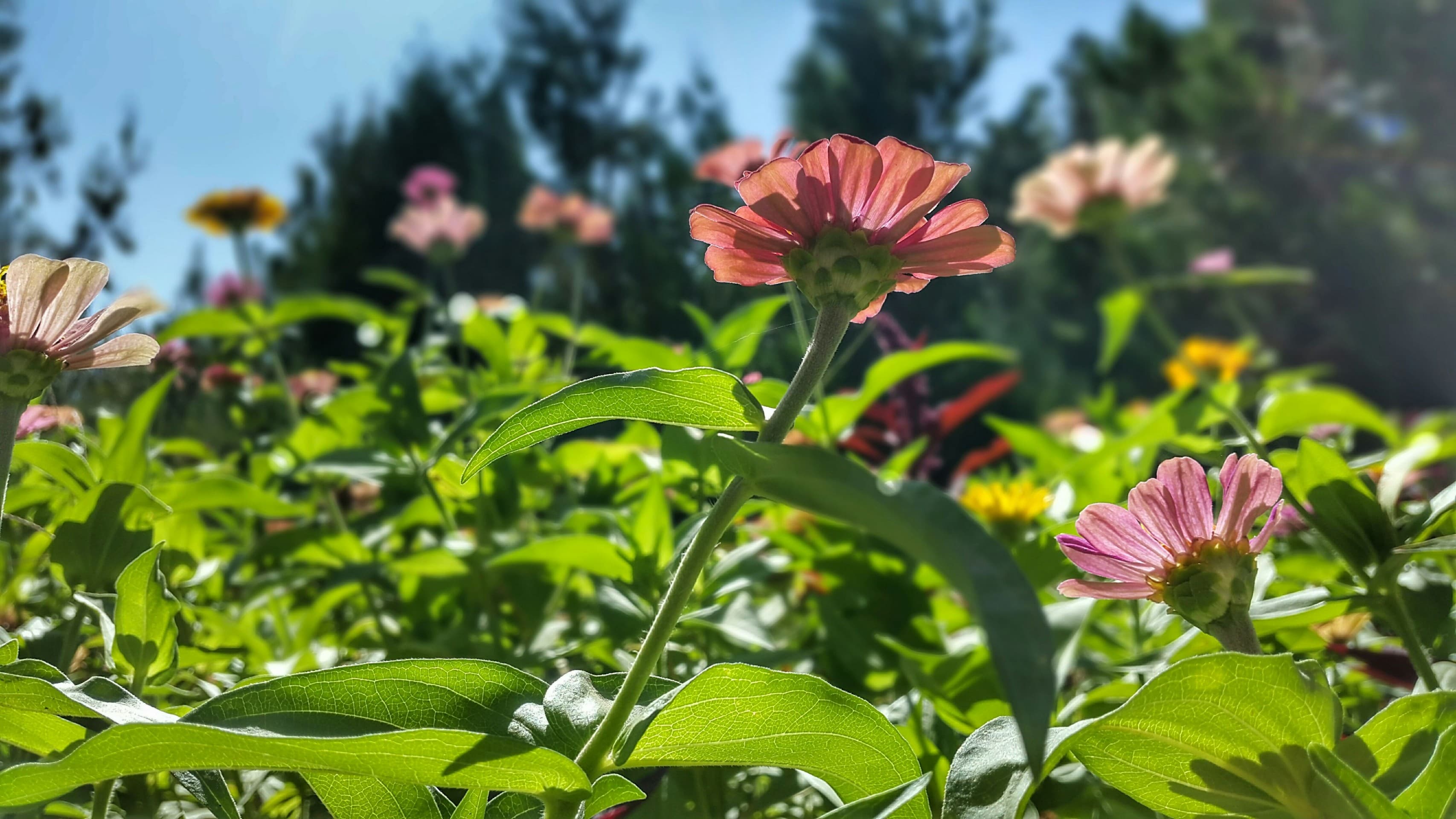 Sun flower
