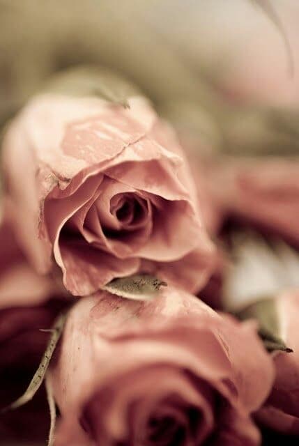 rose