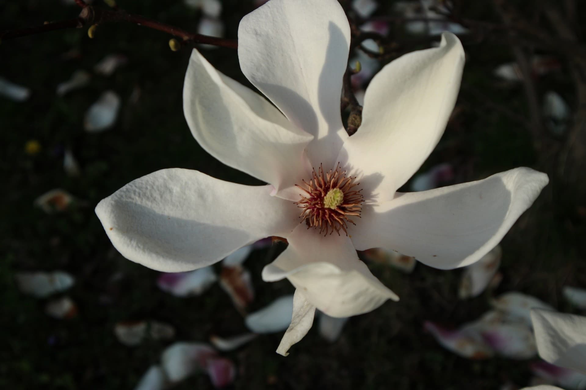 magnolia tree