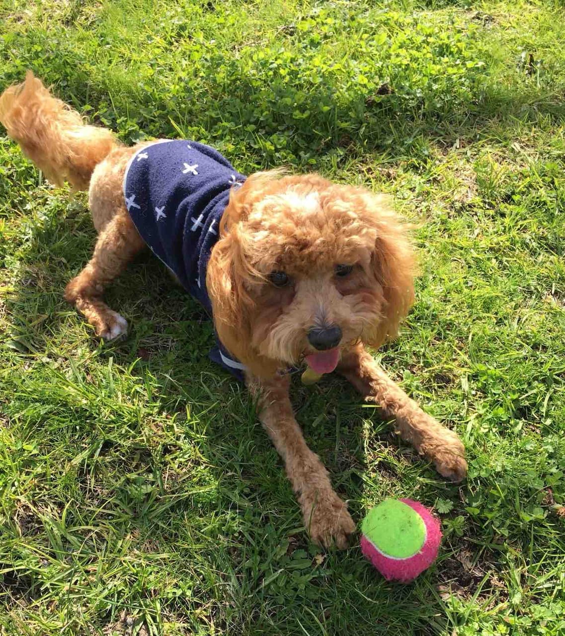 teddy the puppy on the grass