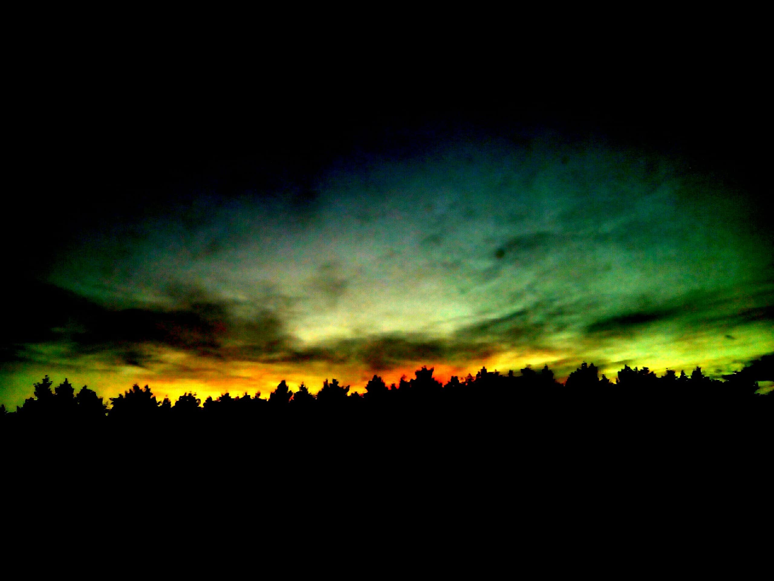 Dark forest