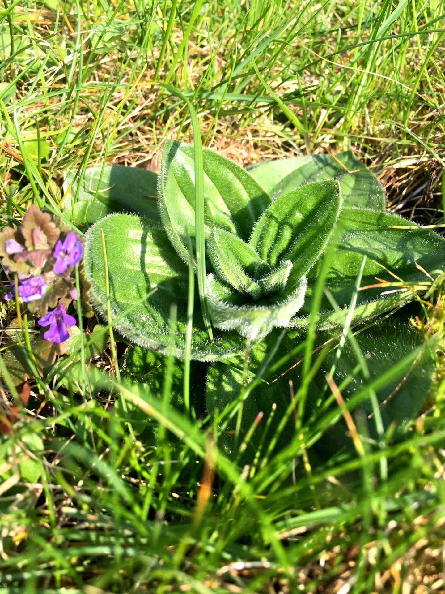 greens