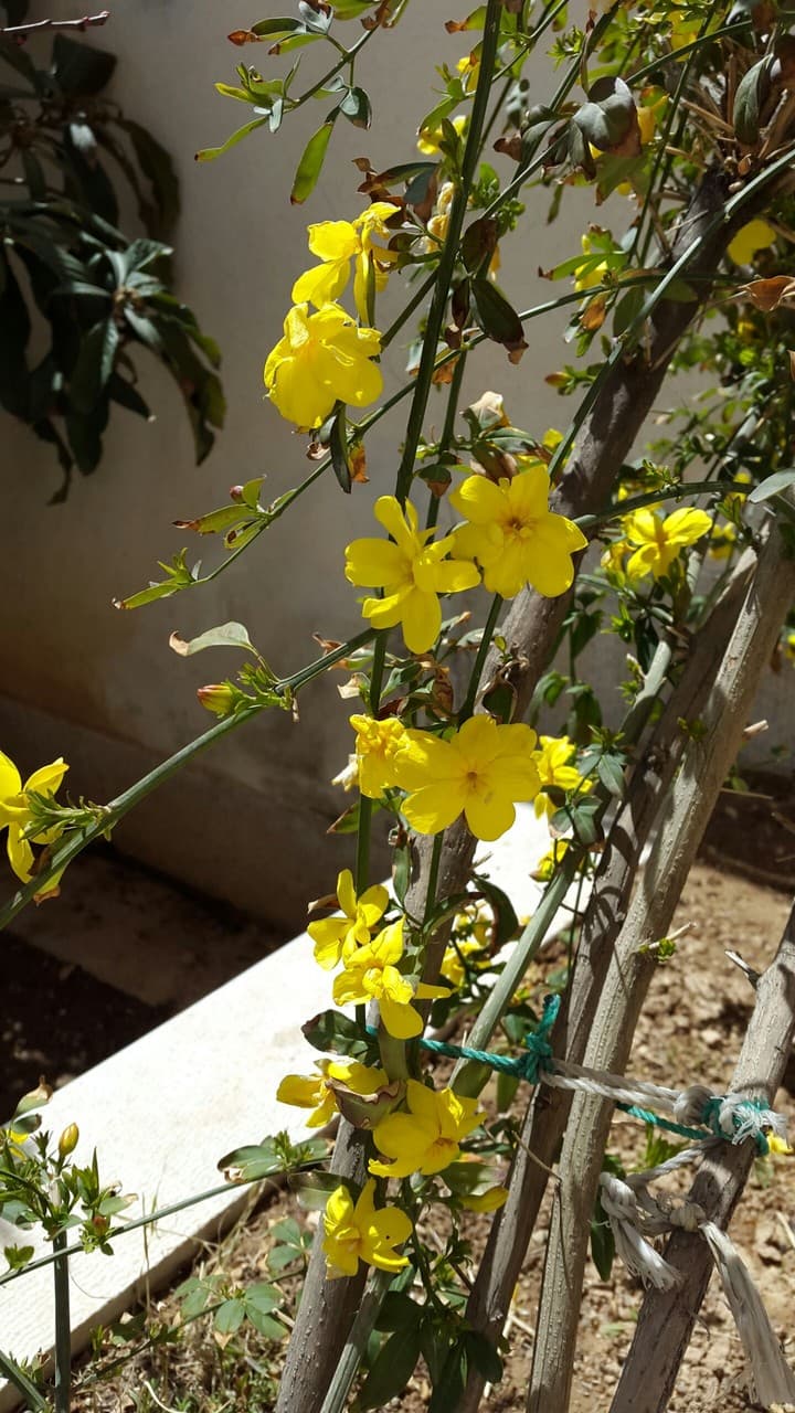 spring