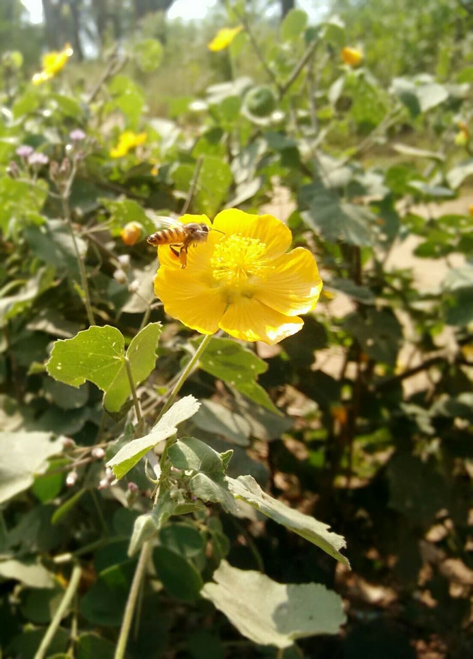 flower