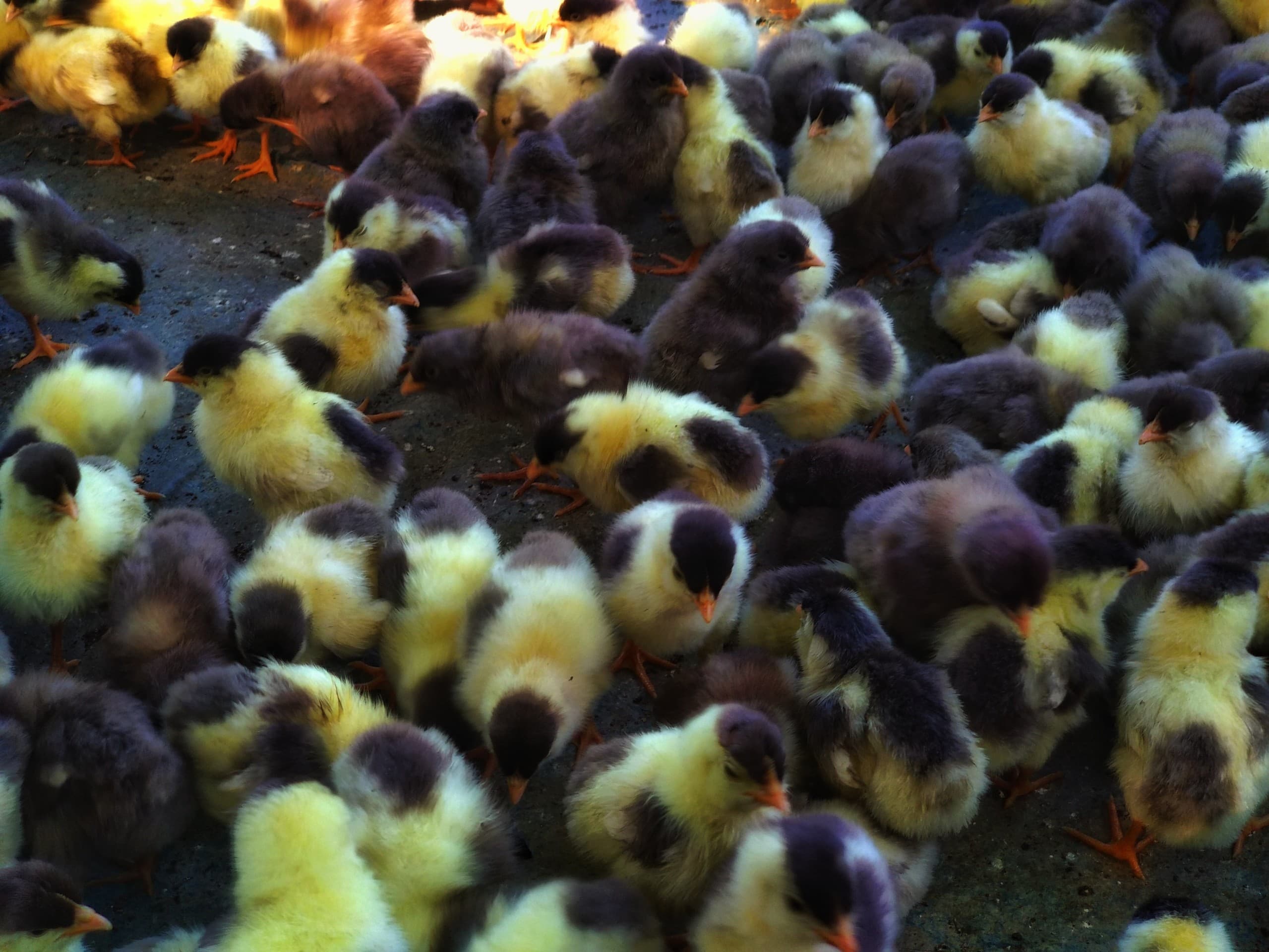 Happy chicks