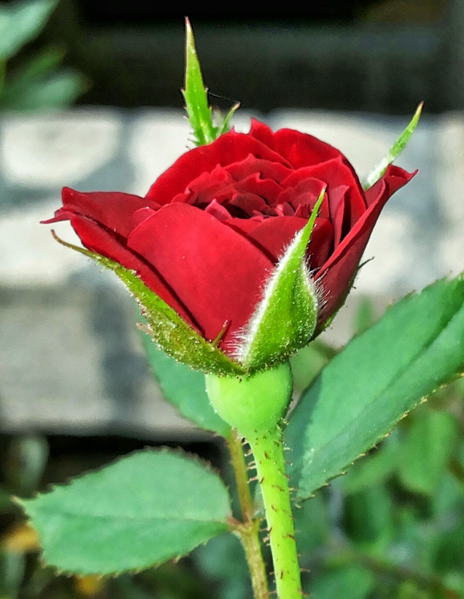 red rose