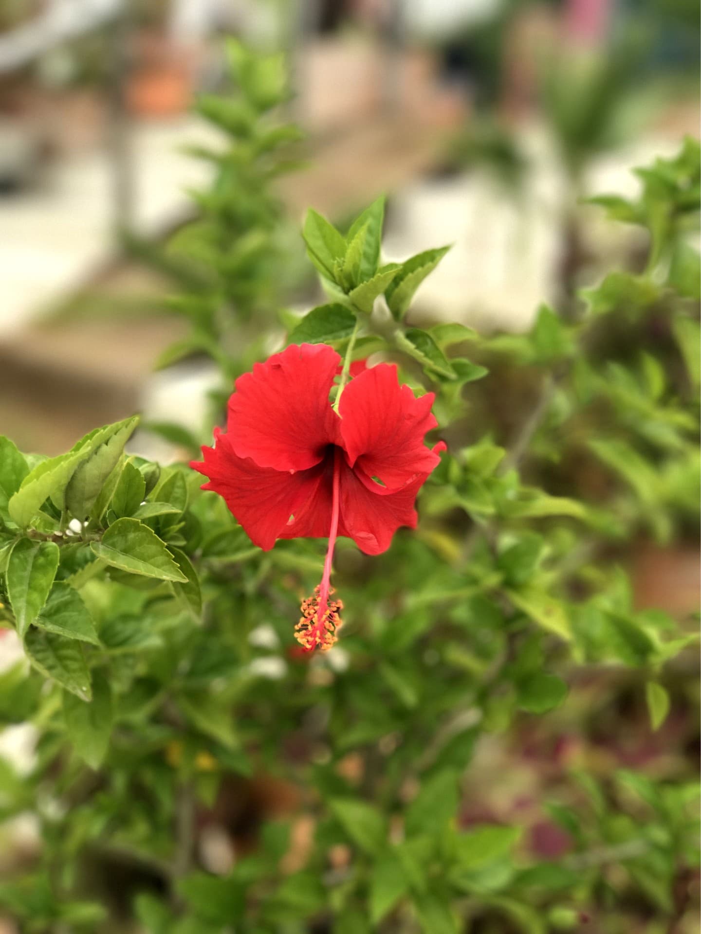 flower love