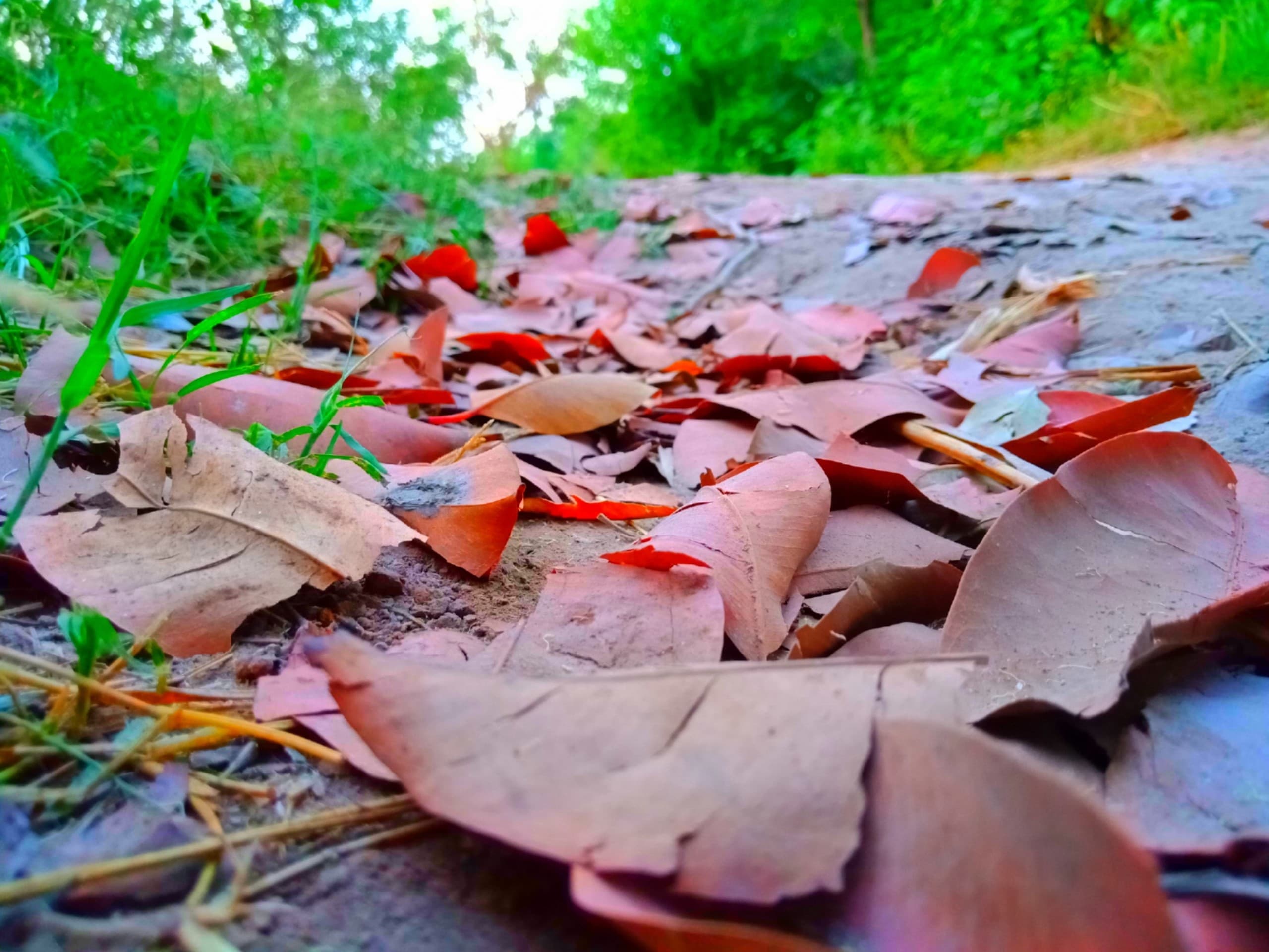 Dry Leaves