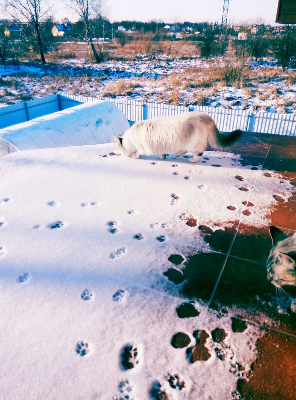 snow 