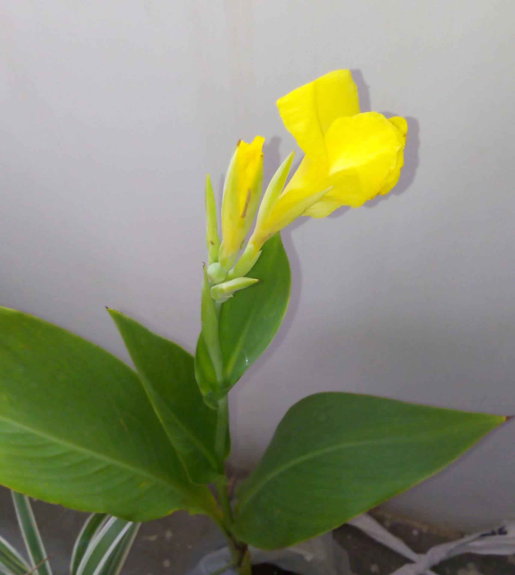 lily