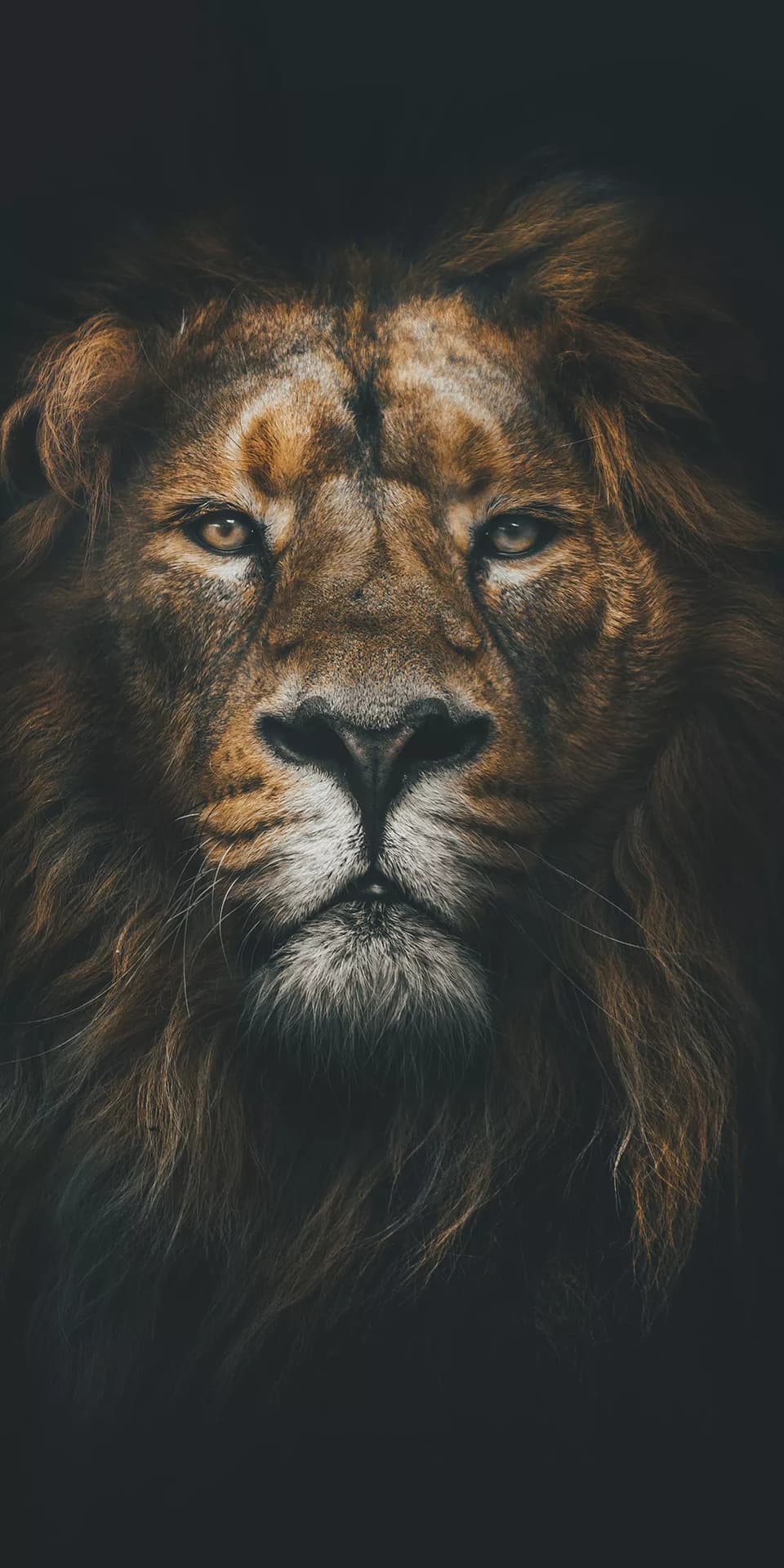 ملك الغابة