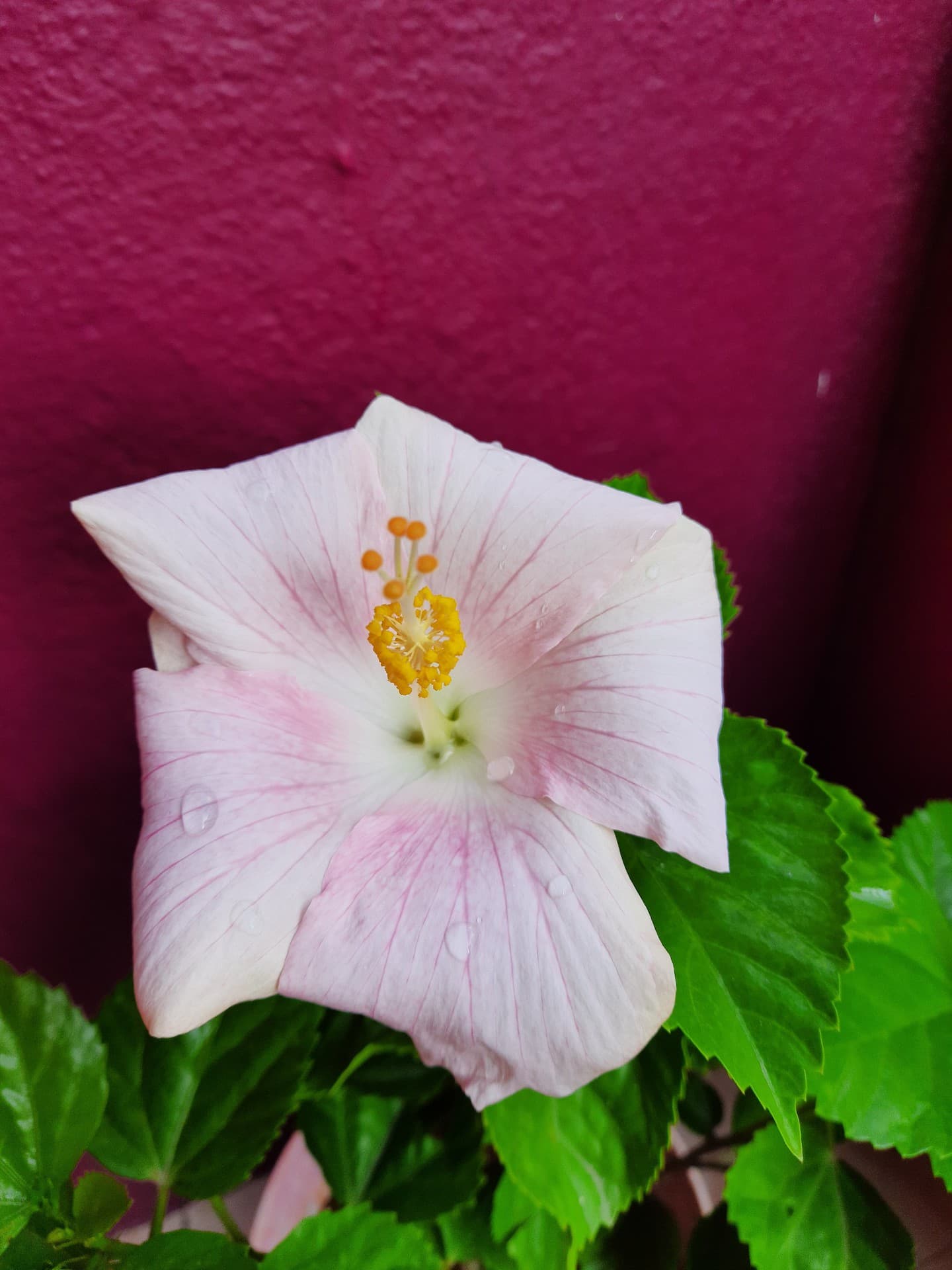 Pinkish White Hibiscus