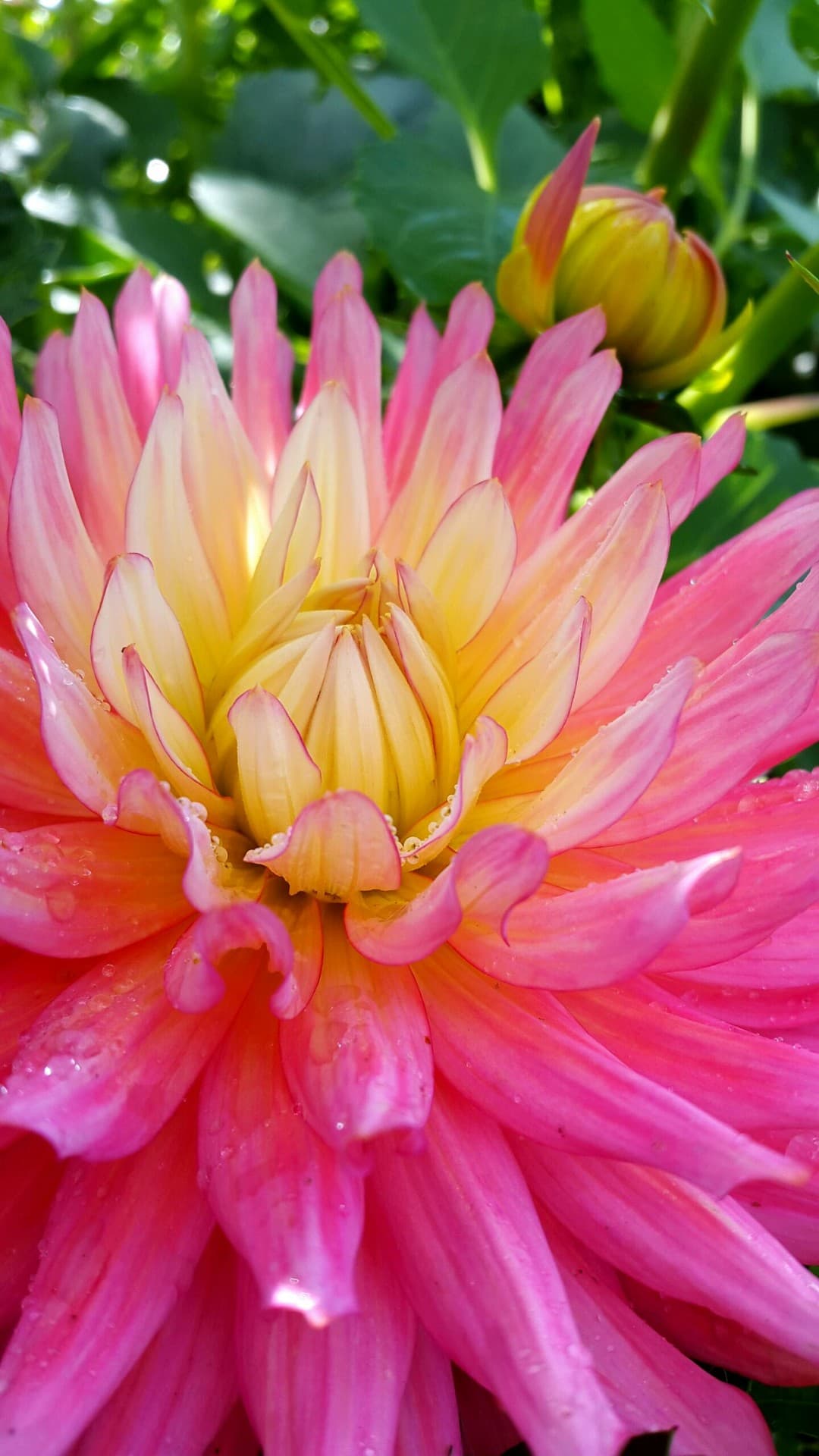 beautiful flower