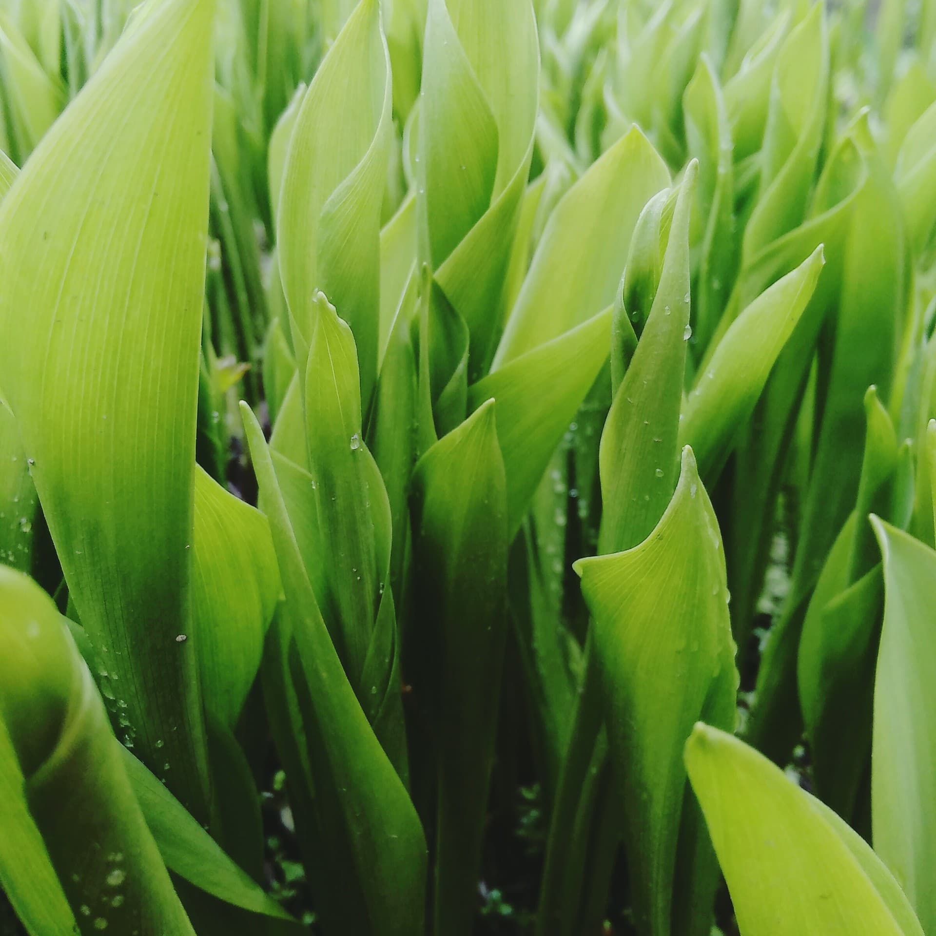 lilies of the valley