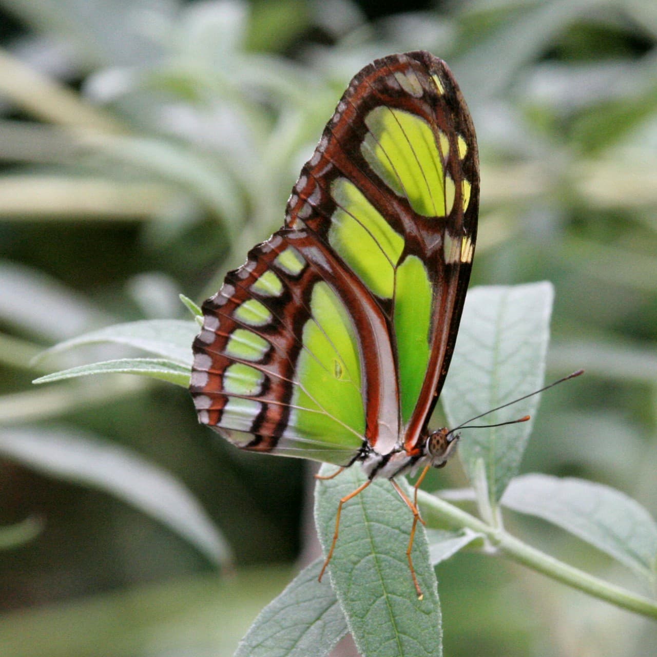 mariposa