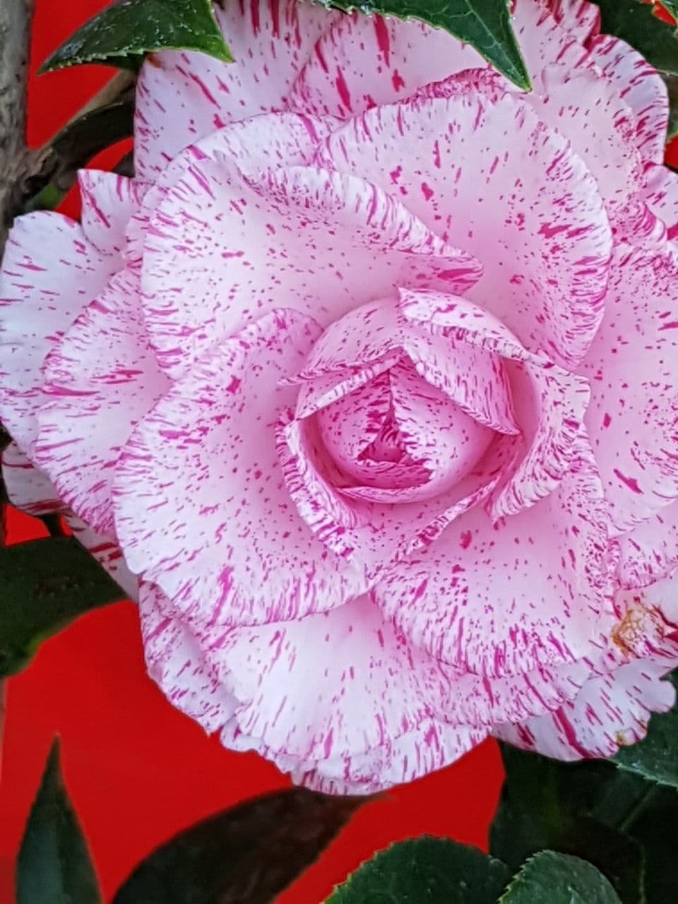 pink and white rose