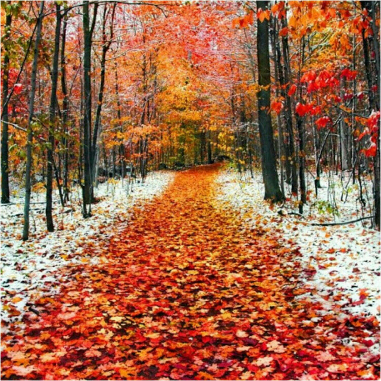 snow or automn?