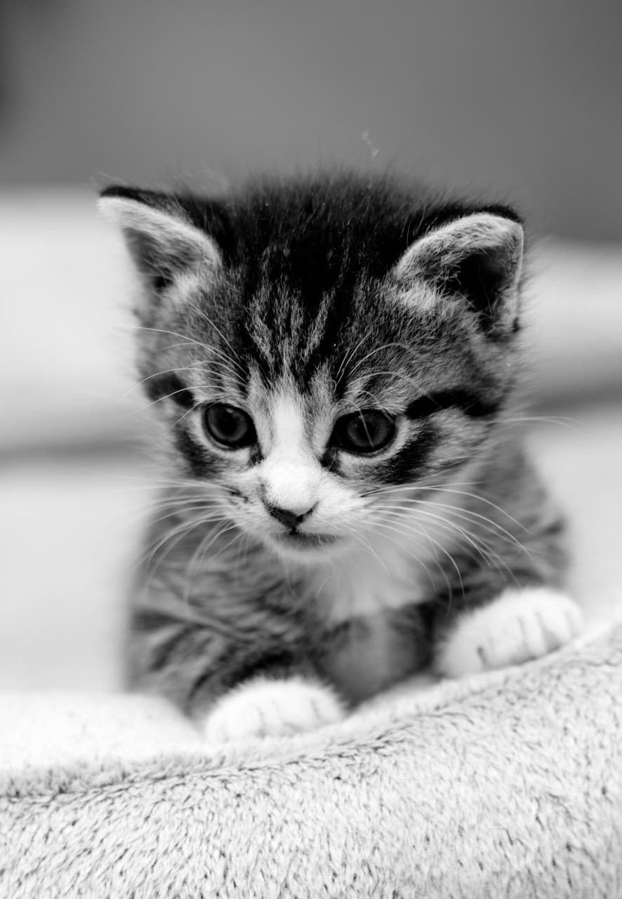 사랑스러운 고양이